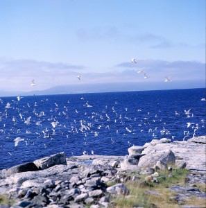 Vardø001-0003 fugler