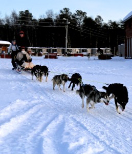 Alta Holmen hund 07